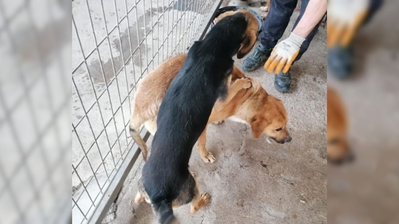 Terk edilen hayvanlara belediye sahip çıktı