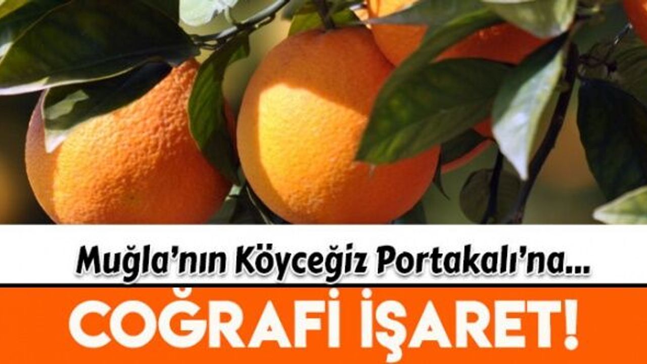 Köyceğiz Portakalı Coğrafi işaretini aldı