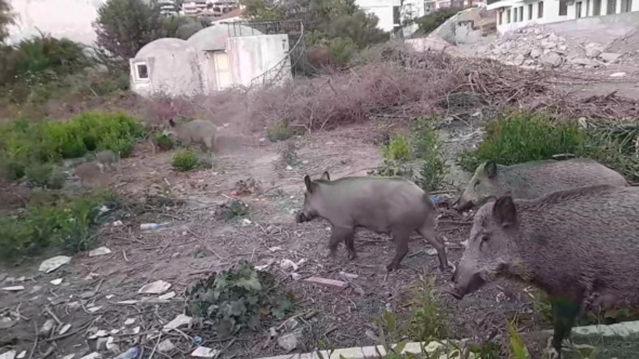 Muğla'da domuz sürüsü şehre indi