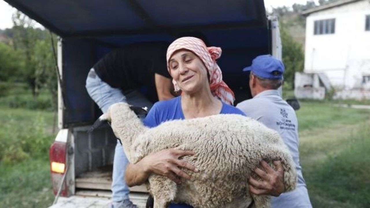 Aydın'da koyunları telef olan çobanın imdadına Başkan yetişti