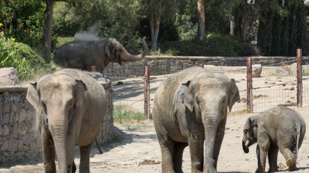 İzmir'in fillerine yoğun ilgi