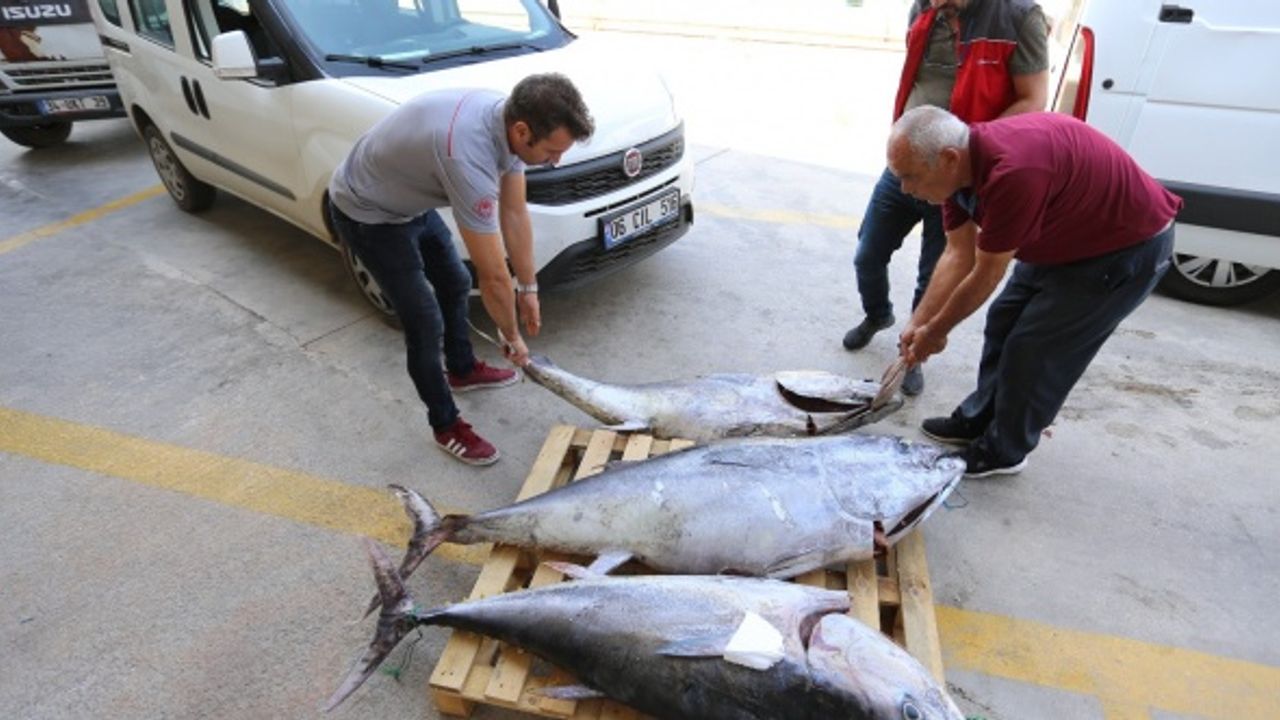 Muğla'da mavi yüzgeçli orkinos balığı ele geçirildi