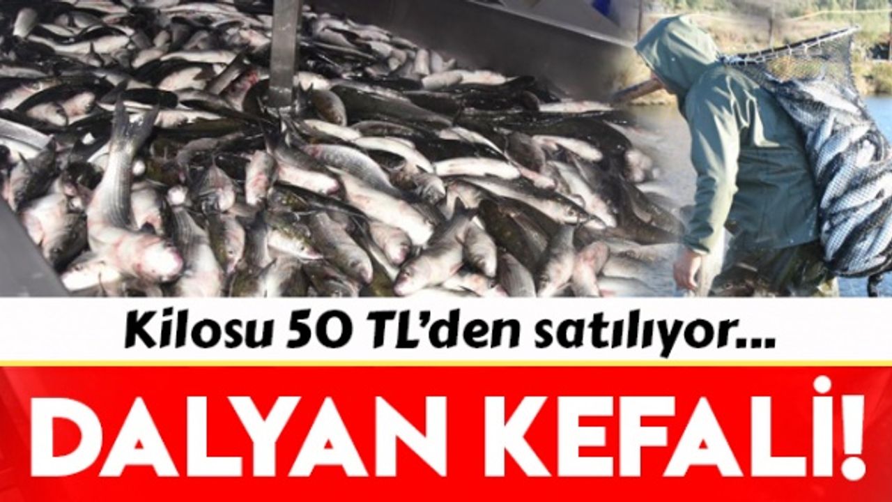  Dalyan kefali kilosu 50 liradan satılıyor
