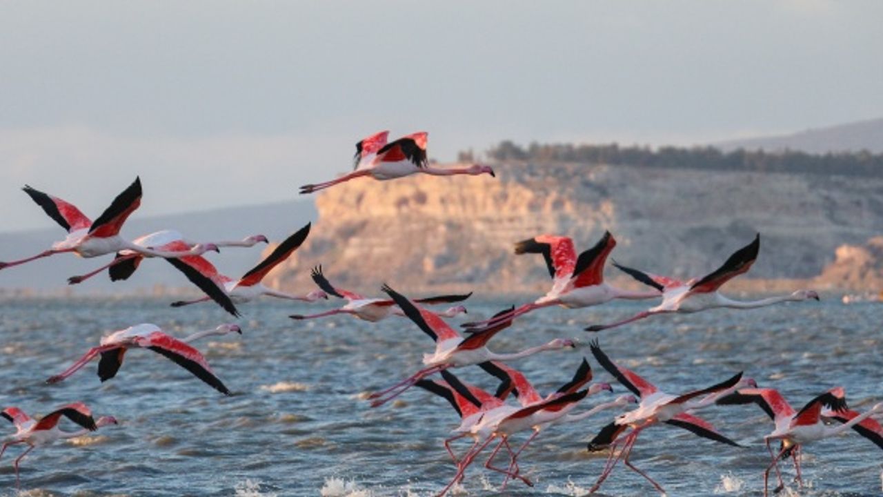 İzmir Kuş Cenneti'nin kış konukları