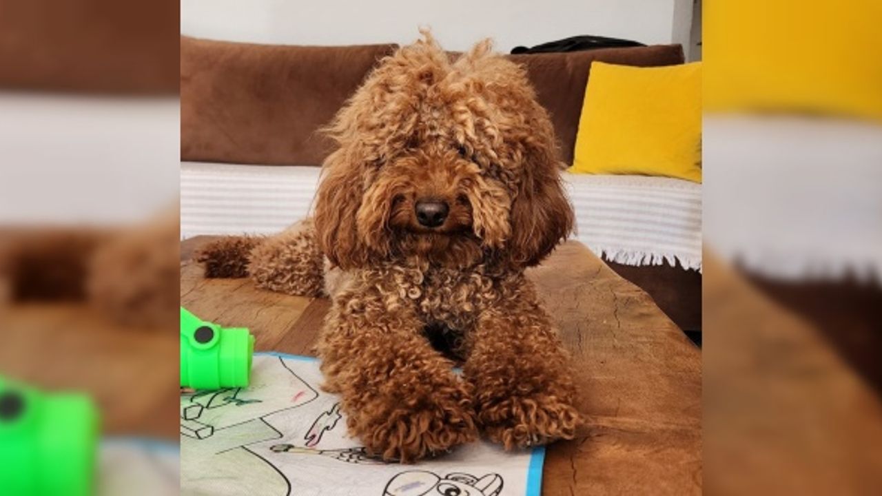 İzmir'de kaybolan köpeği bulana 20 bin lira ödül verilecek