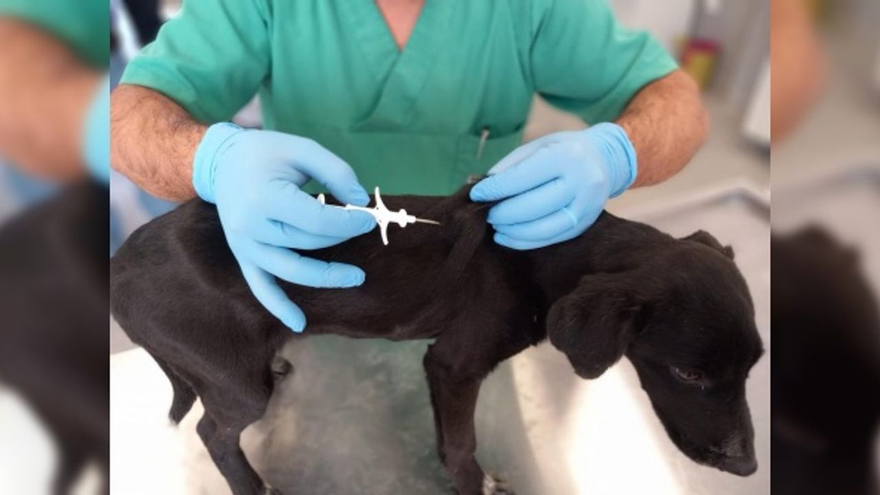 İzmir’de 32 bin sokak köpeğine mikroçip takıldı