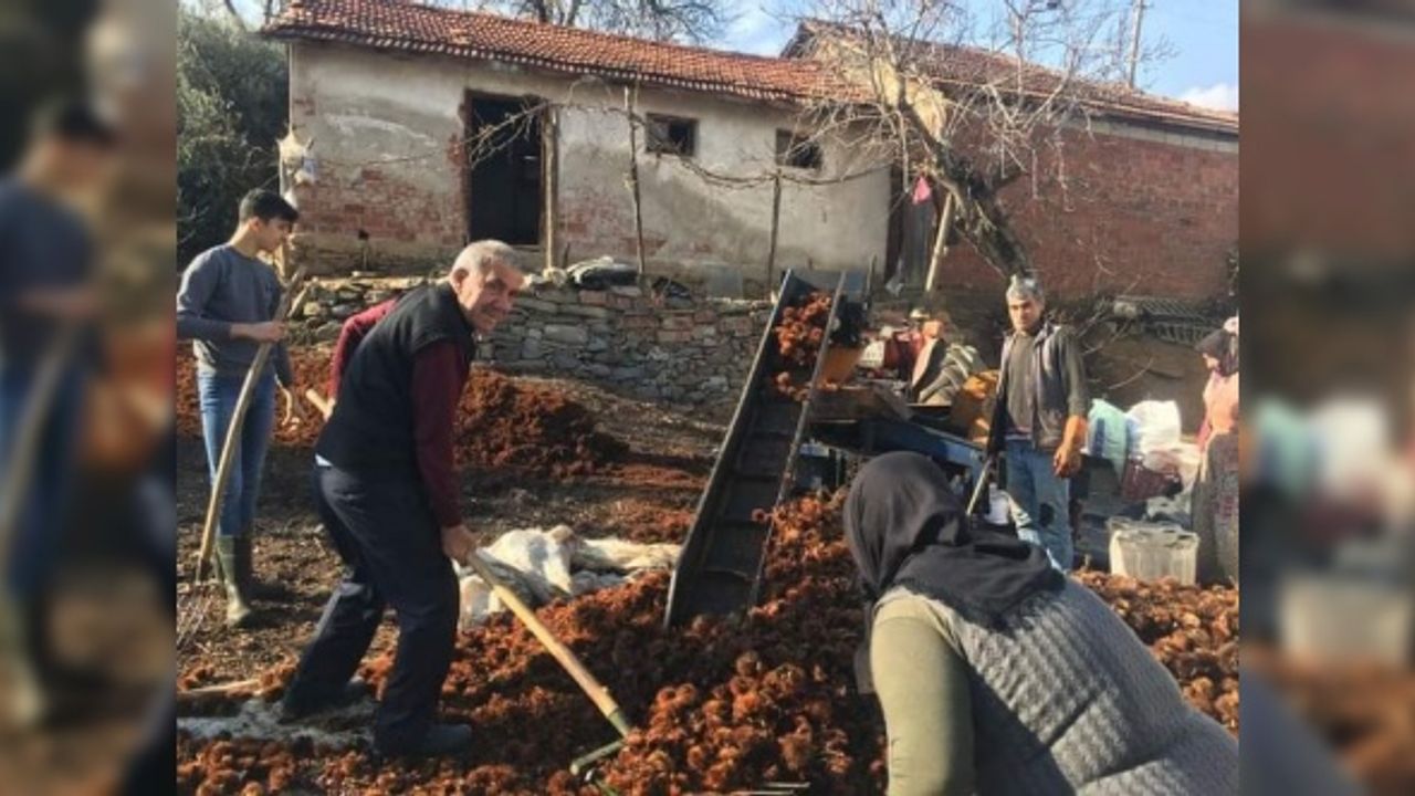 Manisa'da yılın son kestane hasadı yapıldı