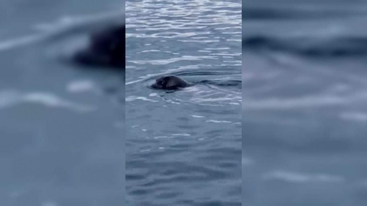 Muğla’da sevimli fok, ilgi odağı oldu