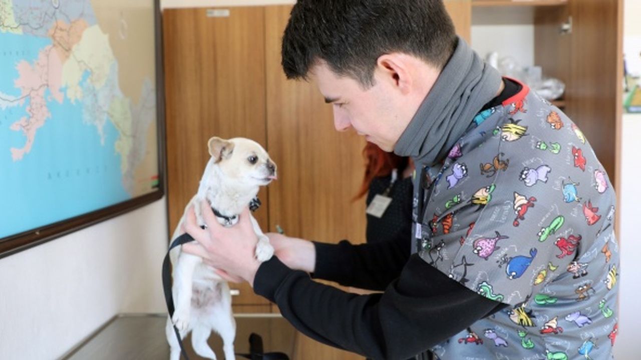 Deprem bölgesinden getirilen köpek sağlığına kavuşturuldu