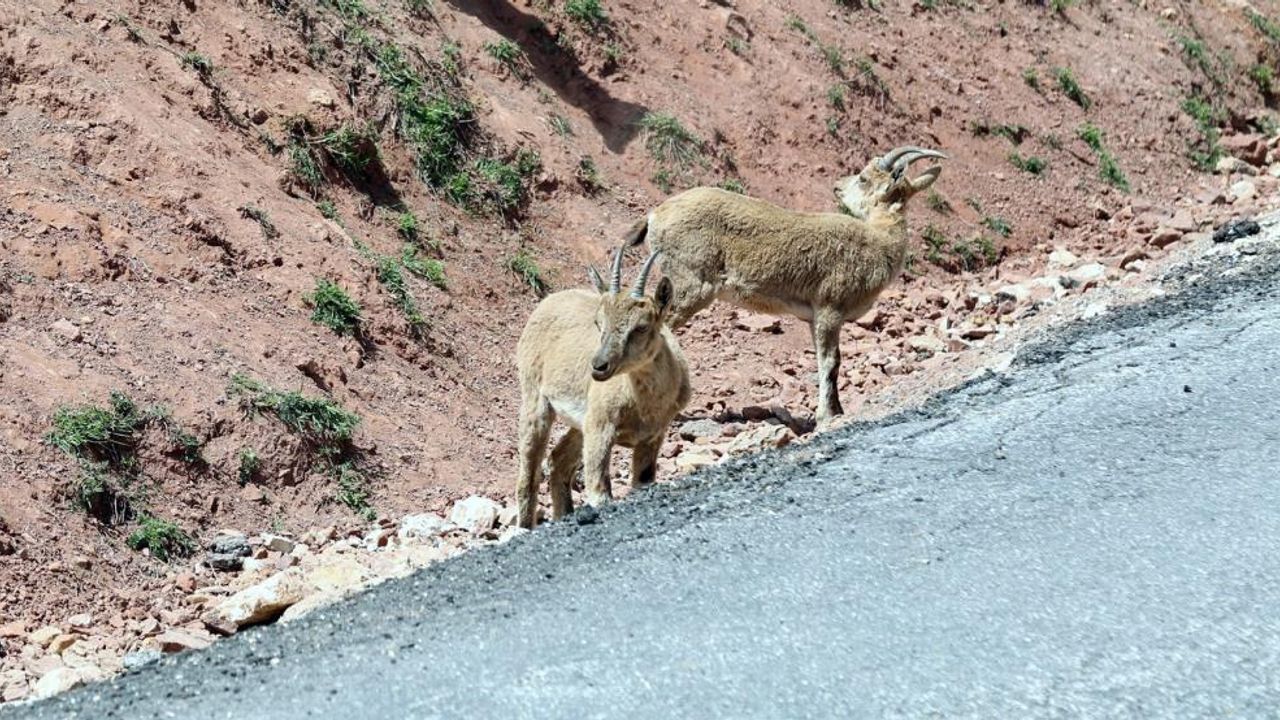 Dağ keçileri yoldan görüntülendi