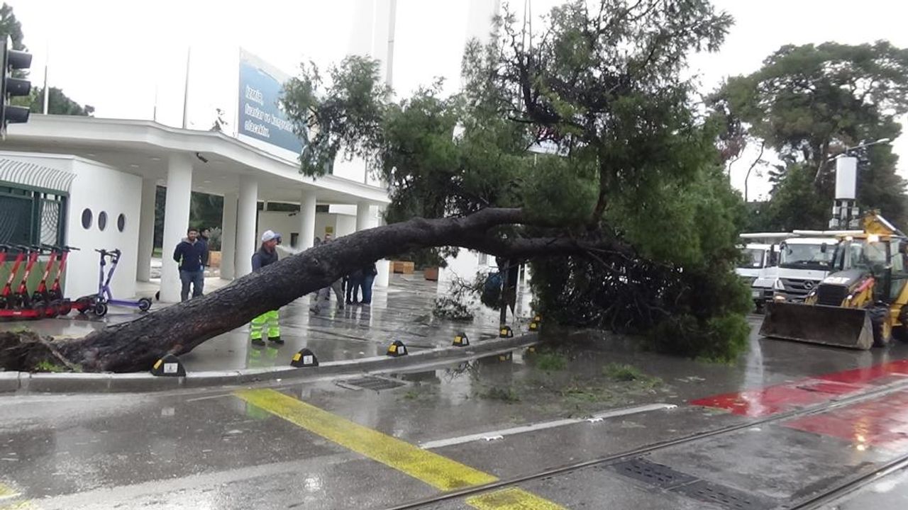 Fuar Kültürpark önündeki ağaç bir anda devrildi