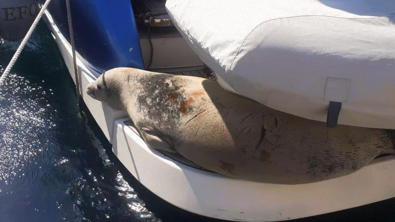  Nesli tükenme tehlikesi altında olan Akdeniz foku tekneye sığındı