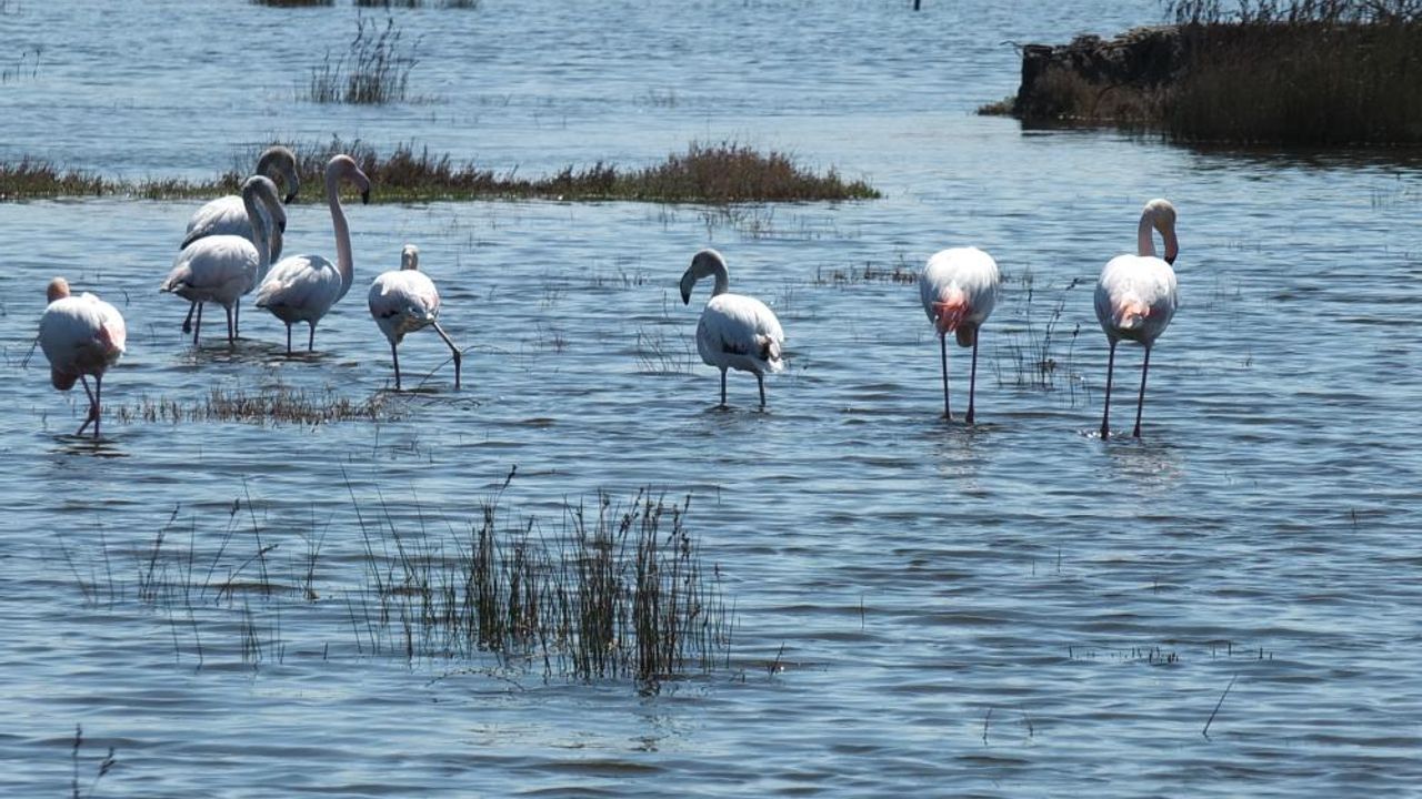 Balıkesir sahillerinde Flamingo güzelliği yaşanıyor