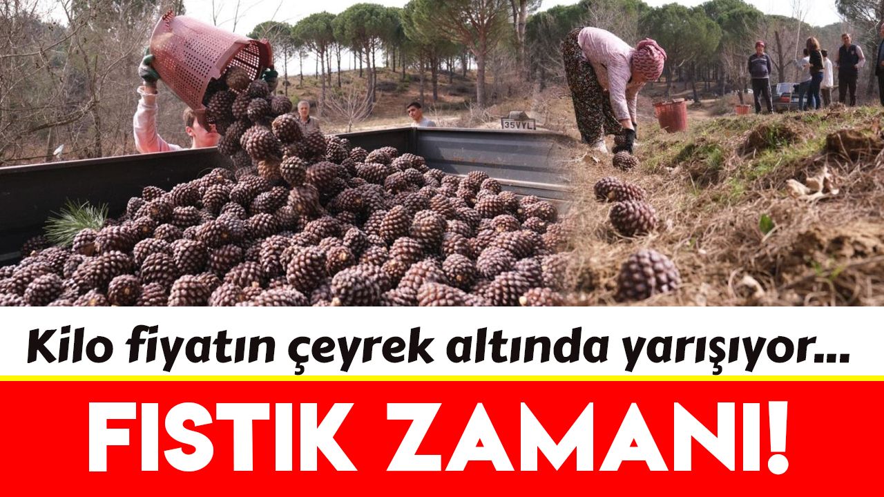 İzmir'de çam fıstığı hasadı başladı!