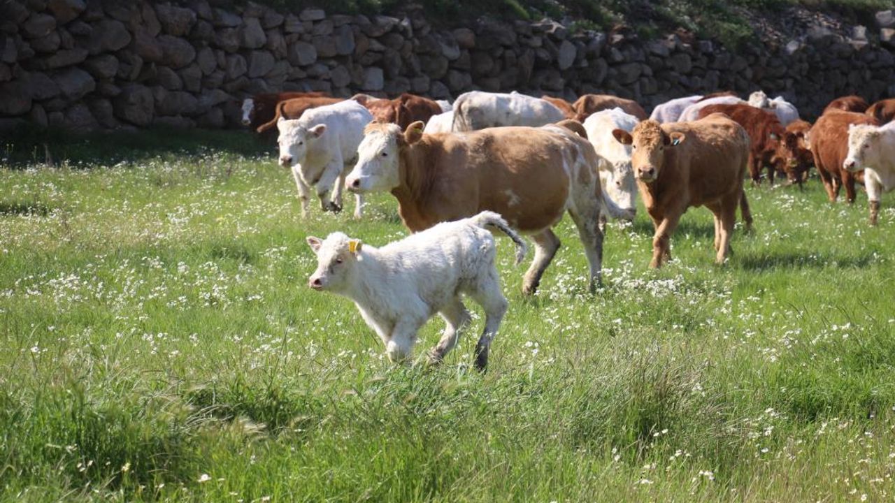 Ege'de ineklerin bahar coşkusu!