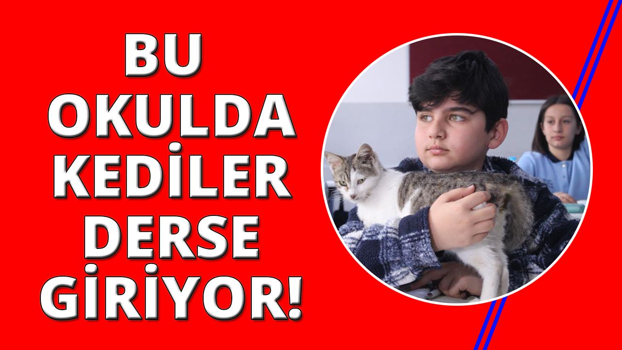 İzmir'de okullu kediler derse giriyor!