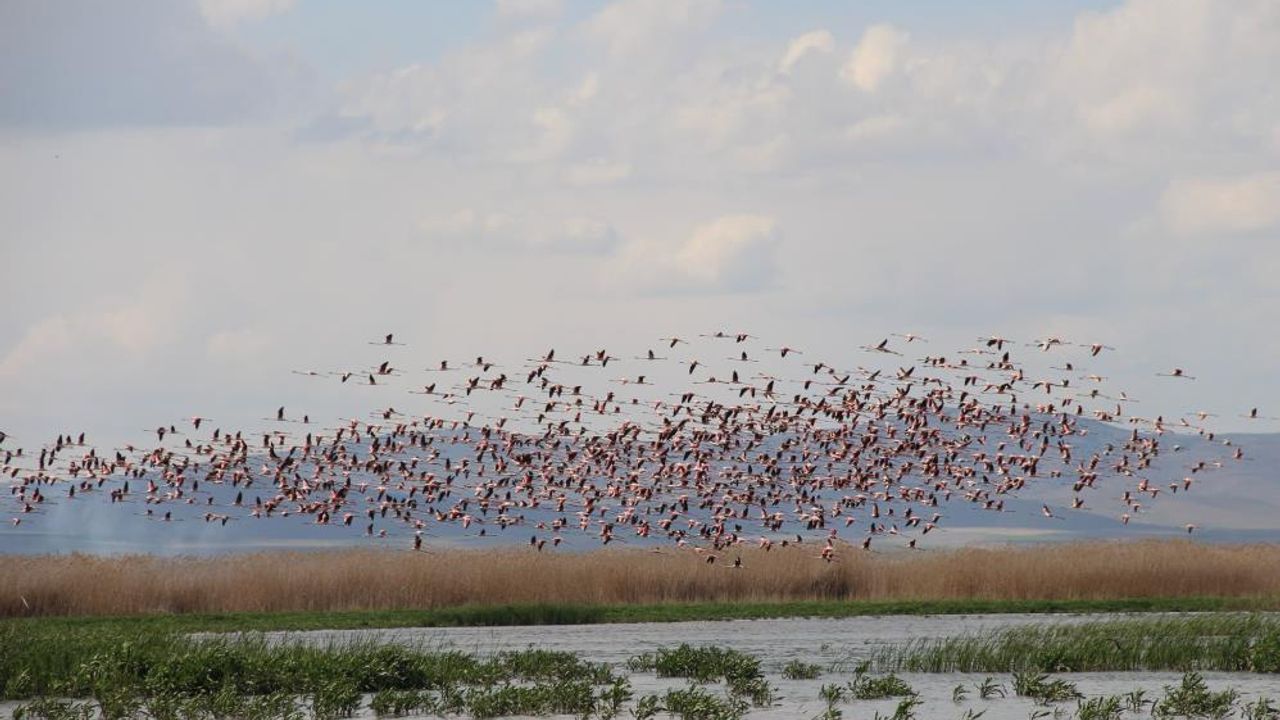 Flamingolar göç yolunda dron ile görüntülendi