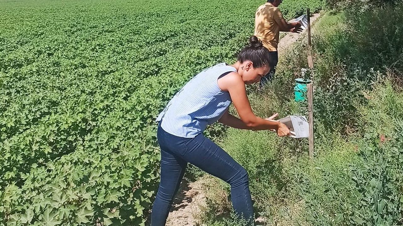  Pamuk üreticilerine “arazi taraması” çağrısı