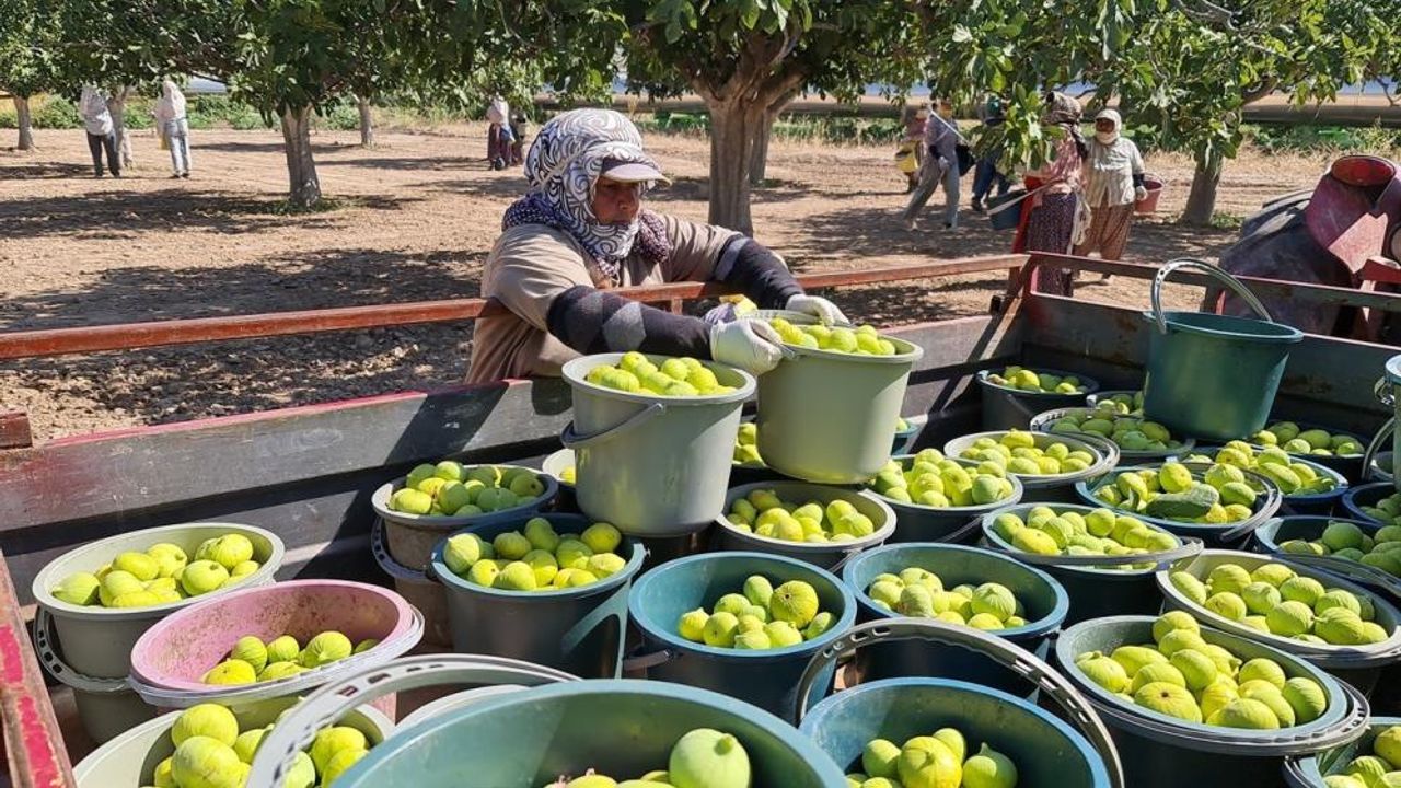 Aydın'da sarılop incir piyasaya çıktı