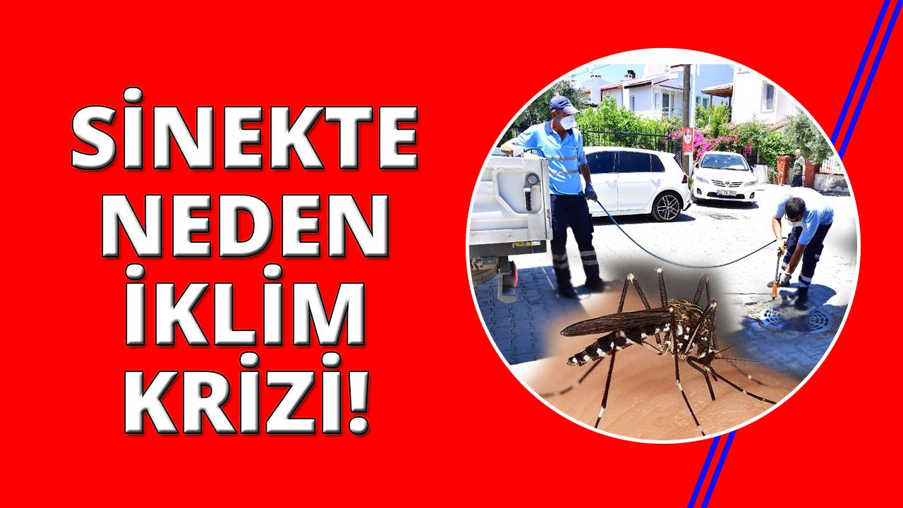 İklim krizi  İzmir'de sivrisinek sorunu yarattı