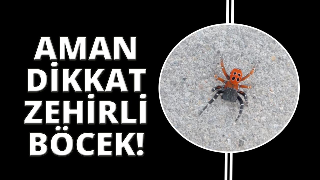 Manisa'da zehirli uğur böceği örümceği görüldü