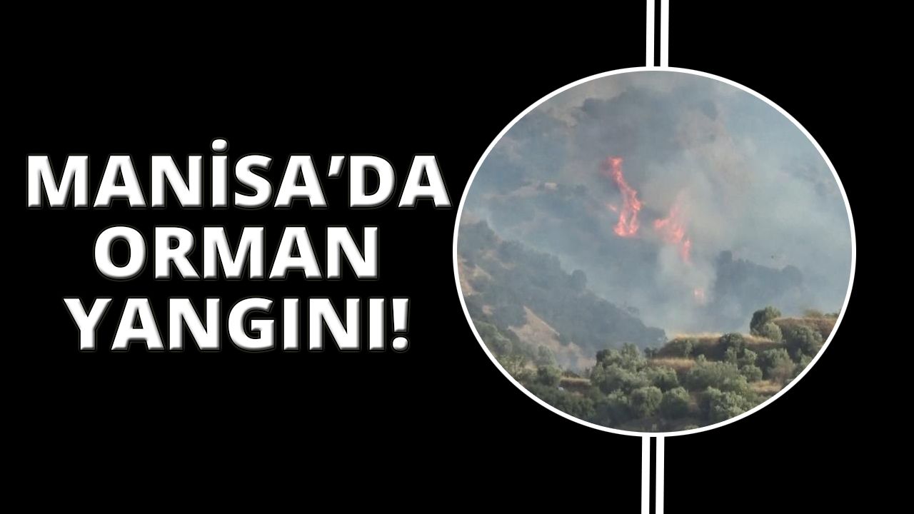Manisa'da orman yangını!