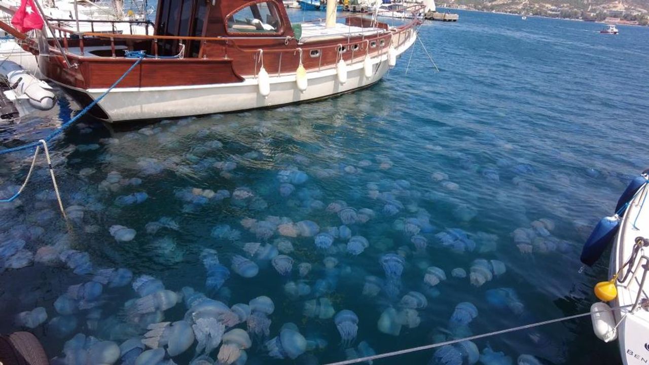 İzmir Foça'da denizanası istilası