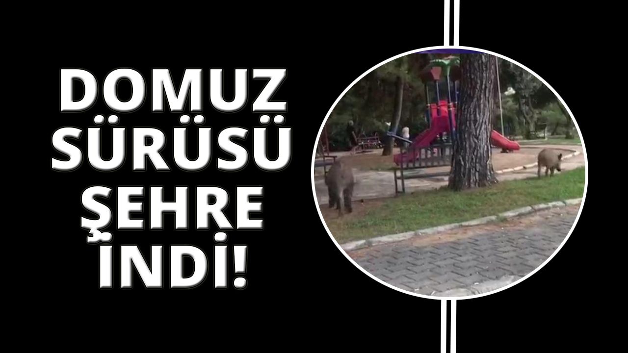 İzmir’de domuzlar parkta yiyecek aradı