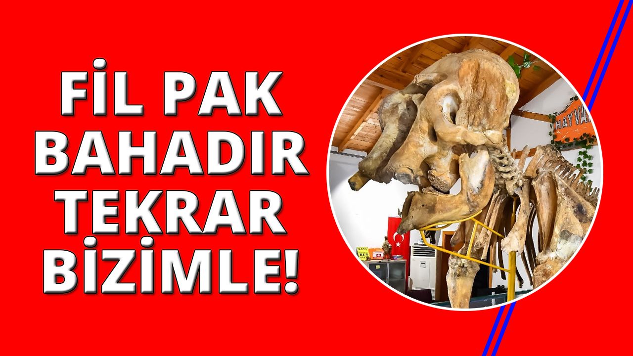 Efsane fil Pak Bahadır'ın iskeleti ziyarete  açıldı