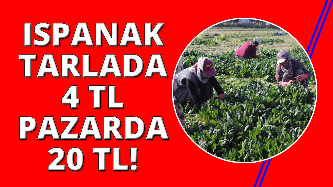 Türkiye'nin ıspanak deposunda hasat zamanı
