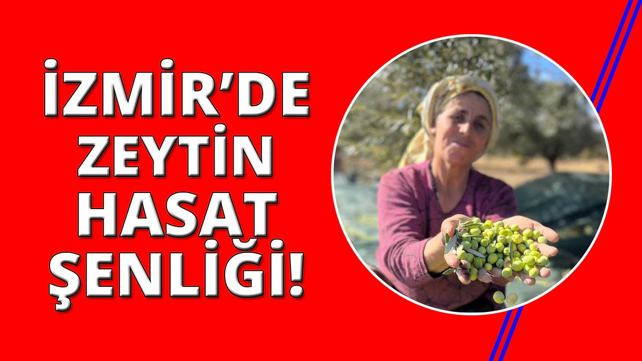 İzmir'de Zeytin Hasat Şenliği yapılacak!