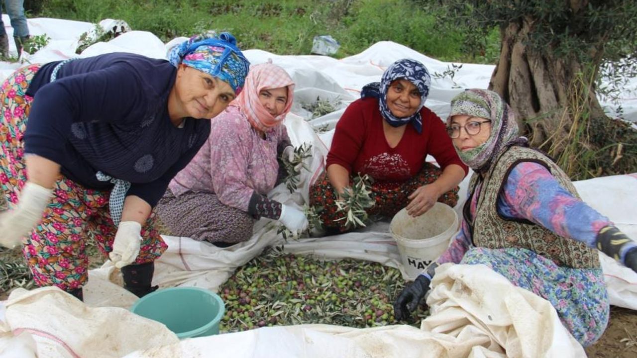  Aydın’da zeytin üreticisi zamanla yarışıyor