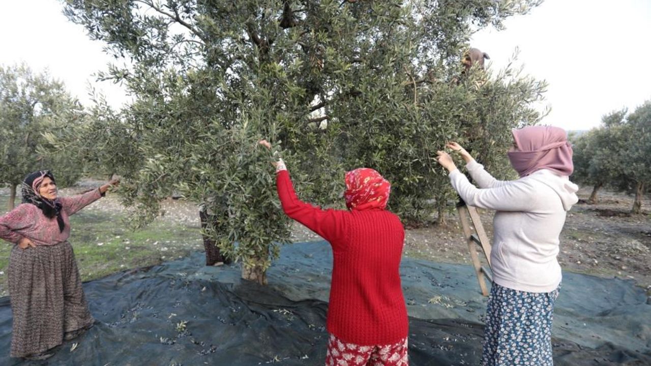 Akhisar'da zeytin hasadı devam ediyor