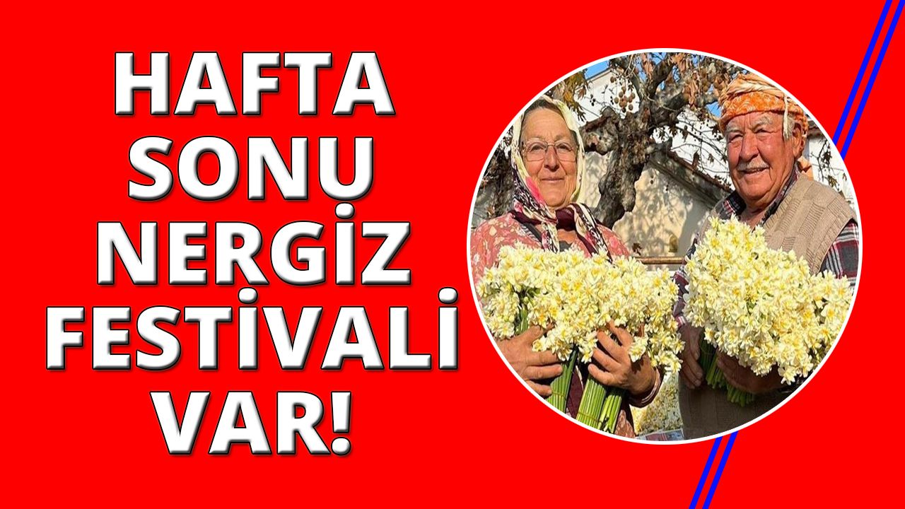 İzmir Karaburun Nergiz Festivali başlıyor