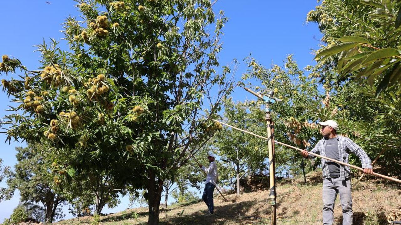 Aydın dağlarında kestane hasadı telaşı başladı - Ege Meclisi