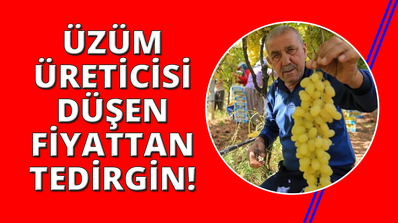 Manisa'da üzüm fiyatlarındaki düşüş üreticileri tedirgin etti