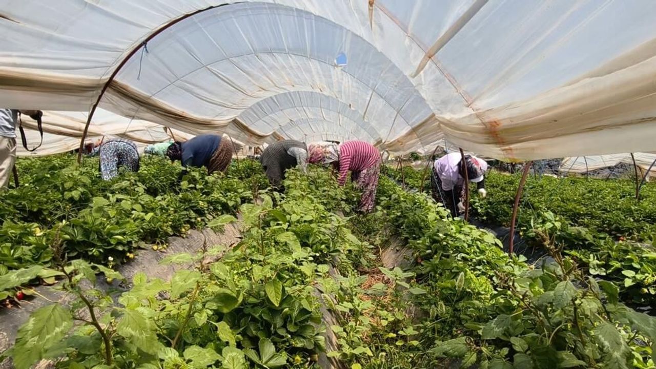 Aydın'da kavurucu sıcakta çilek mesaisi