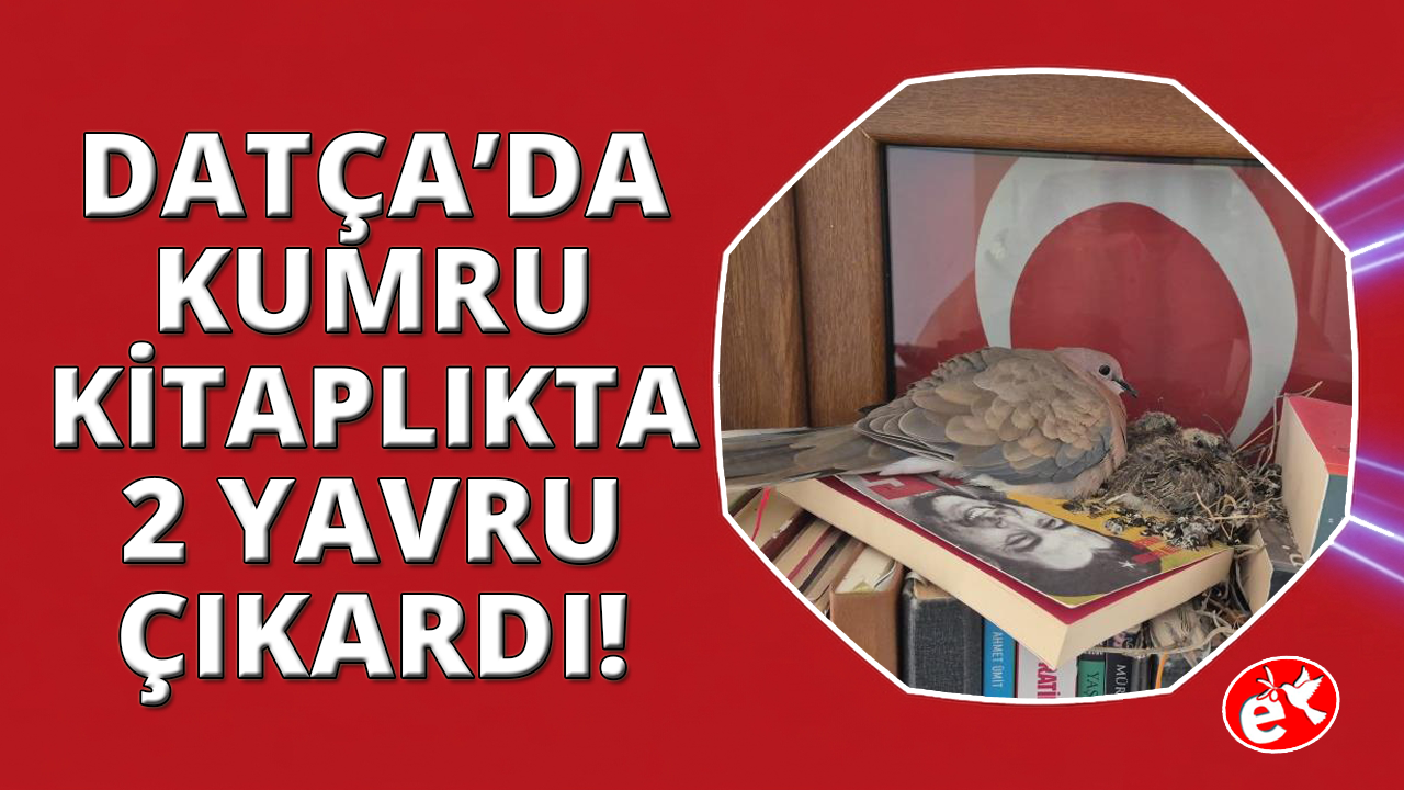 Datça'da kumrular bir evin kitaplığına yuva yaptı