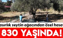 830 yaşındaki zeytin ağacı, meyve vermeye devam ediyor