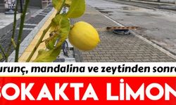 O ilçede mahalleli limonu sokaktan toplayacak