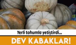 Yerli tohumla dev kabaklar yetiştiriyor