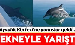 Ayvalık’ta yunus balığının sürat teknesi ile yarışı