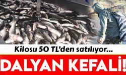  Dalyan kefali kilosu 50 liradan satılıyor