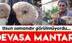 Manisa'da Dede Böreği Mantarı görenleri şaşırtıyor