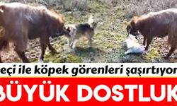 Köpek ile keçinin dostluğu gündem oldu