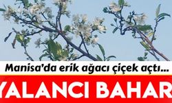 Manisa'da  erik ağacı çiçek açtı