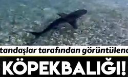 Muğla'da köpekbalığı böyle görüntülendi