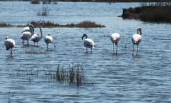 Balıkesir sahillerinde Flamingo güzelliği yaşanıyor
