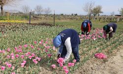 Lale üretimi kadınlara gelir kapısı olacak