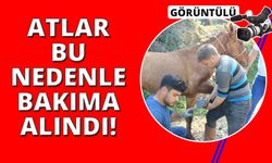 Nisan yağışlarıyla çifte koşulan atlar bakıma alındı